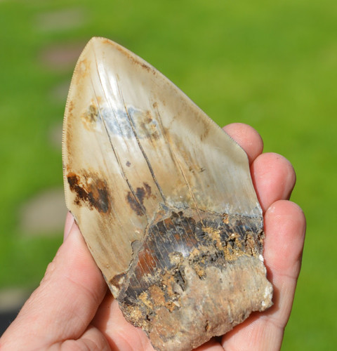 Big genuine megalodon - 4,4",