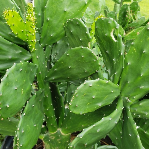 Fresh pads edible prickly - 3,