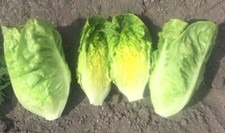 Little Gem Lettuce Plug Plants