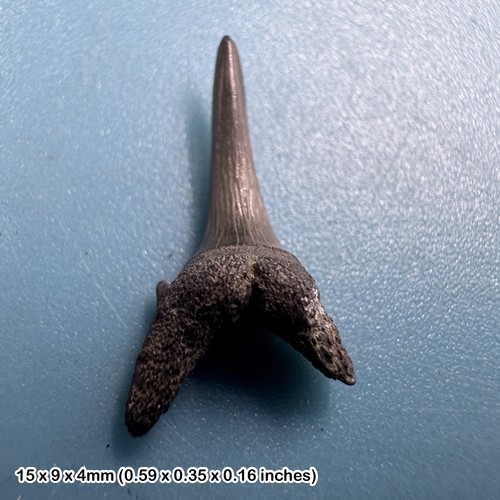 Beltinge fossil - beltinge, (herne