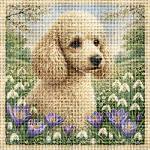 Miniature poodle puppy dog - miniature,