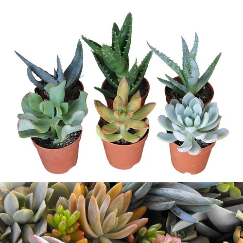 Aloe vera succulent mixed - aloe,