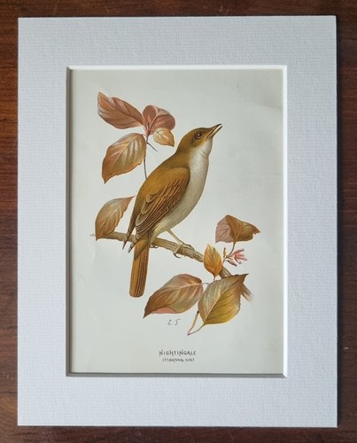 Antique mounted bird - antique, print