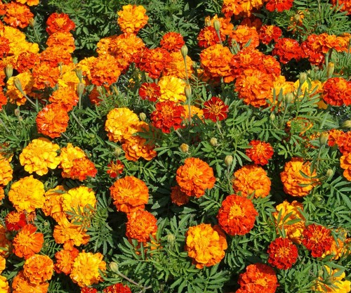 300 french marigold - french,