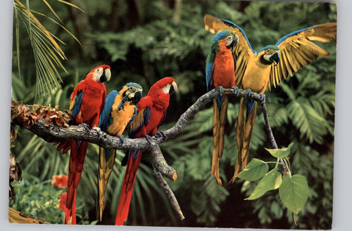 Colorful parrots branch - on,