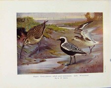 Old Antique Print Sporting