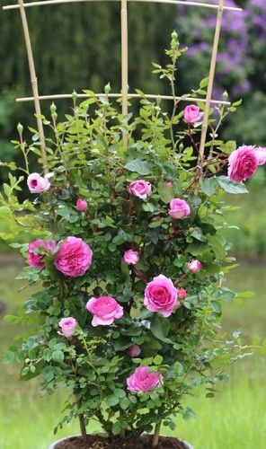 Strong fragrant pink - strong, fragrant-