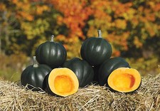 Winter Squash Honey Bear F1