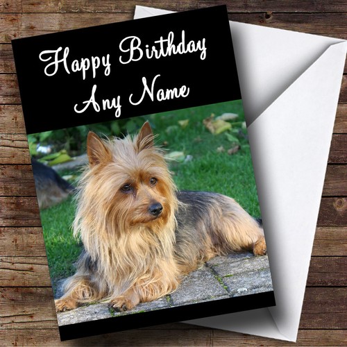 Australian terrier dog - terrier,
