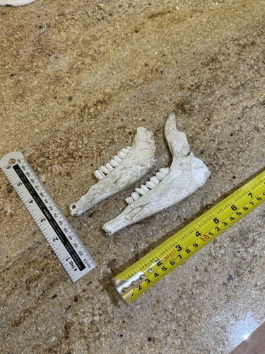 Sheep real jaw - skull, teeth