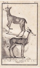 Klipspringer Gazelle Animal