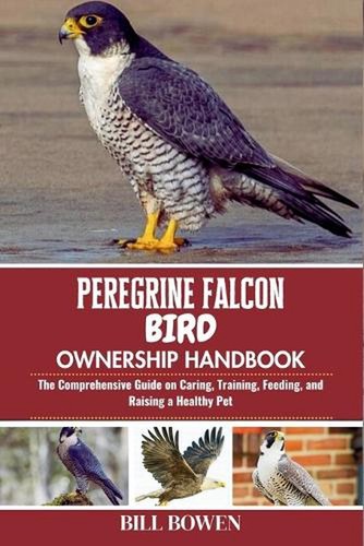 Peregrine falcon bird - peregrine,