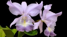 Rare Cattleya / Rlc. Sea