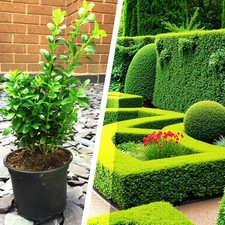 Hardy Boxwood Common Box Hedging Plant Buxus Sempervirens 12cm Pot Garden Shrub