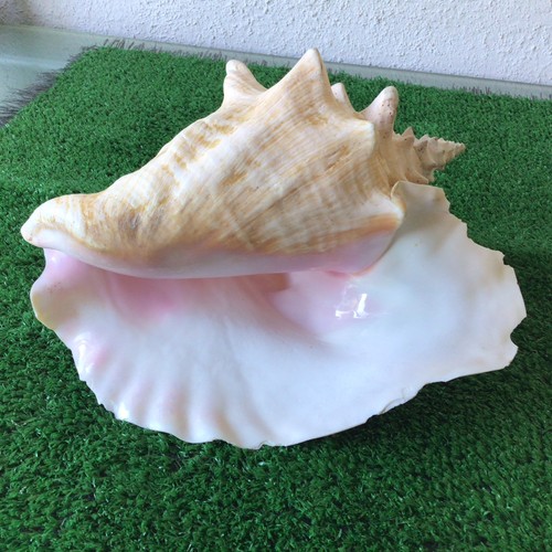 Vintage queen conch shell - queen,