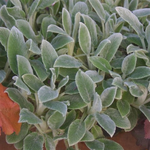 Stachys silver carpet - stachys,