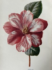 Antique Print – c1880s