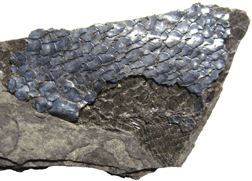 Permian fish fossil - , muse