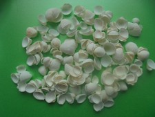 APPROX 110 GMS OF WHITE COCKLE