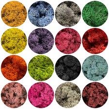 Natural / Colour Norwegian Reindeer Moss Preserved Dried Craft Stamen Decoration