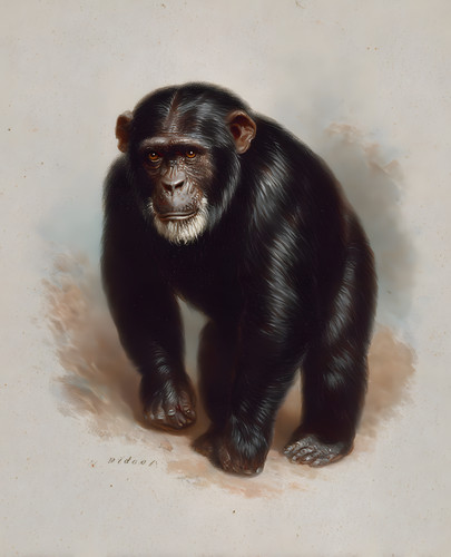 Chimpanzee standing spare - chimpanzee, on