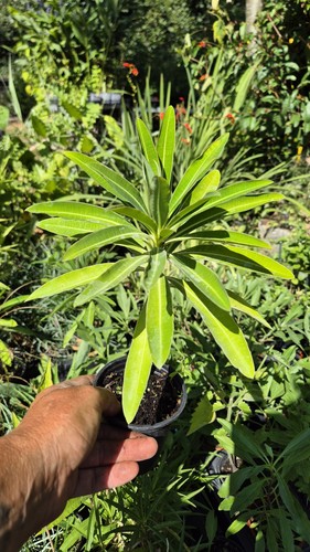 Euphorbia mellifera honey - euphorbia,