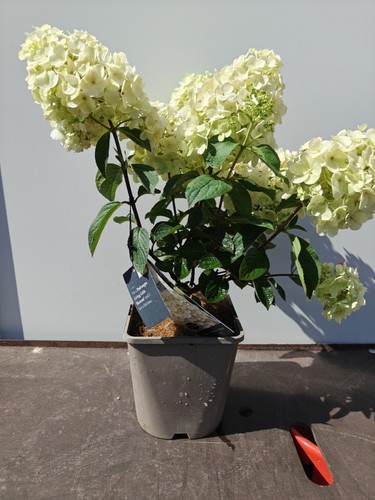 Hydrangea paniculata living - hydrangea,