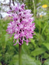 4 x Hardy orchids, Orchis