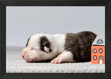 Welsh Corgi Cardigan Framed