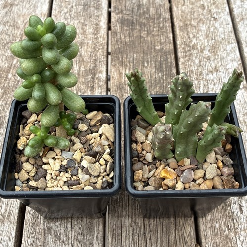 For succulent plants end - 2, 1