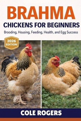 Brahma chickens for - for, beginners