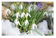 10X Giant Snowdrop Early
