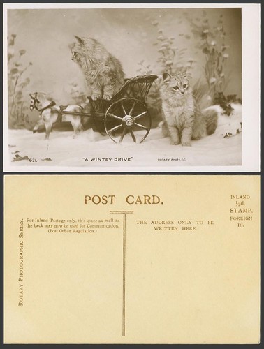 Cats kittens wintry drive - cats, a