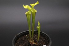 Sarracenia - DWARF Flava var