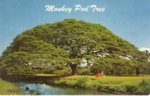Hawaiian monkey pod - monkey,
