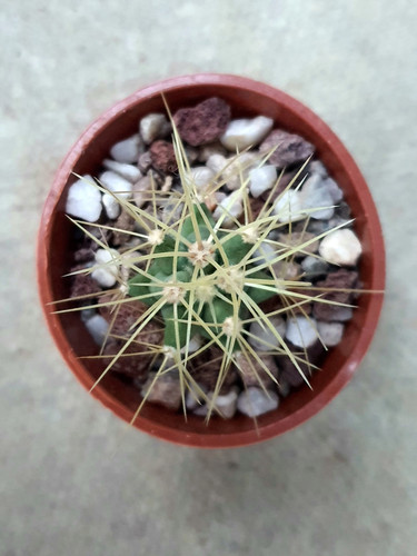 Ferocactus glaucescens blue - |,