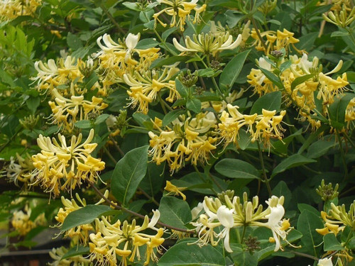 Lonicera periclymenum graham - periclymenum,
