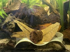5 x Catappa Leaves 15–20cm |