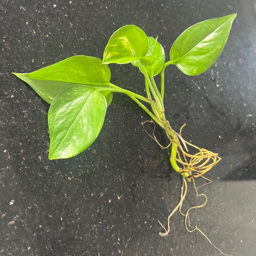 Golden pothos trailing vine - golden,