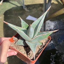 6CM Succulent Cactus Plant