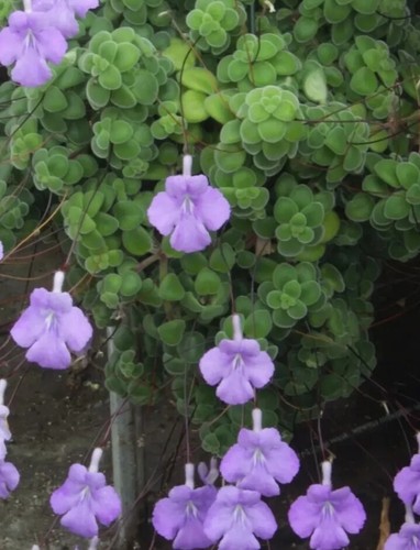 Rare streptocarpus saxorum - rare-streptocarpus,