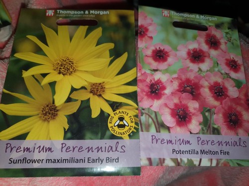 Thompson morgan flower seeds - morgan,