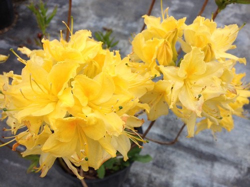 Lemon lights aromi azalea - lights~aromi,