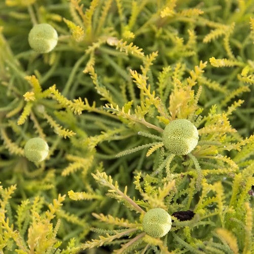 Santolina rosmarinifolia lemon - santolina,