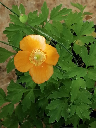 Welsh poppy hardy evergreen - hardy,