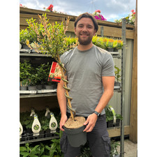 Flamingo Willow Tree Plant