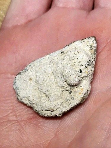 Saltasaurus egg shell - saltasaurus, myo