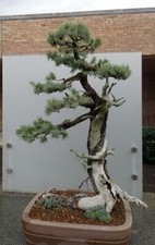 BONSAI COLORADO BLUE SPRUCE