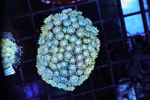 Blue and green goniopora coral - and,