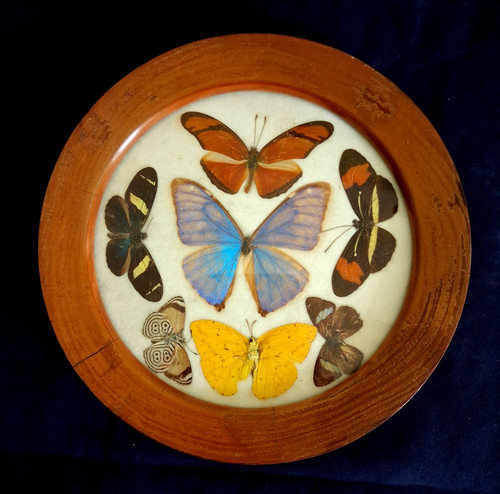 Vintage butterfly moth - /,